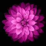 Cover Image of ดาวน์โหลด Flower Wallpaper - 4K HD  APK