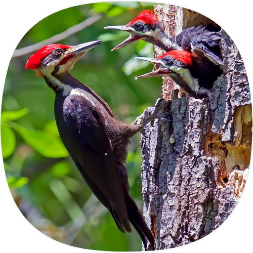 Woodpecker Ringtones