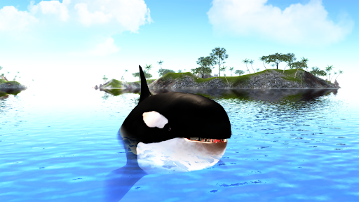 The Killer Whale 24