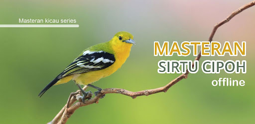 Android application Masteran burung Sirtu gacor screenshort