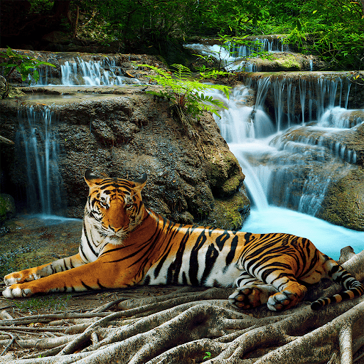 Android application Wild Animals Puzzle Game screenshort