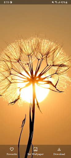 Cute Images: Mobile Wallpapers Screen 3