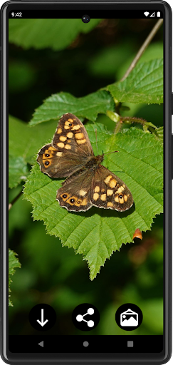 Butterfly Wallpapers Screen 2