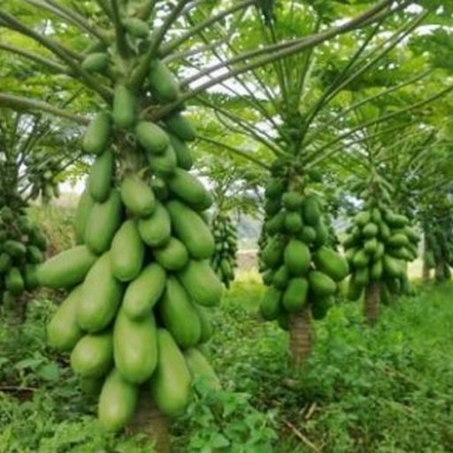 Papaya cultivation California