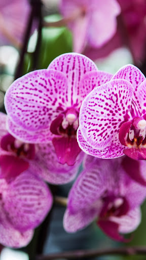 Orchid Wallpaper