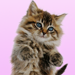Cover Image of Download Talking Cat. Dances and Purrs.  APK