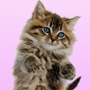 Top 30 Personalization Apps Like Talking Cat. Dances and Purrs. - Best Alternatives