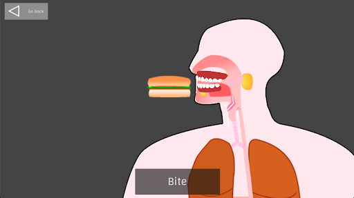 Digestive System Screen 2