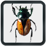Real Bug Crusher icon
