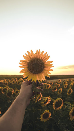 Sunflower Wallpapers