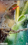 screenshot of Hummingbirds Live Wallpaper