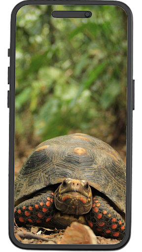Android application Turtles Wallpapers screenshort