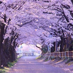 Cover Image of ดาวน์โหลด Cherry Blossom Live Wallpaper  APK