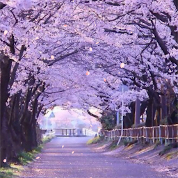 ਪ੍ਰਤੀਕ ਦਾ ਚਿੱਤਰ Cherry Blossom Live Wallpaper