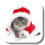 Christmas Cat Live Wallpaper icon