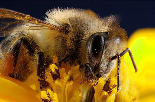 Bee wallpapers