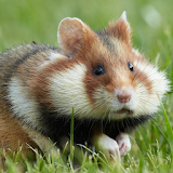 European hamster Wallpapers icon