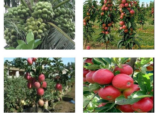 plant Hybrids Screen 2