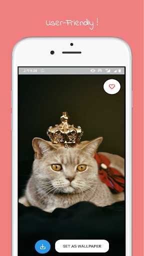 Aesthetic Cat Wallpaper