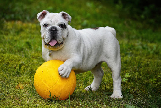 English Bulldog Wallpapers