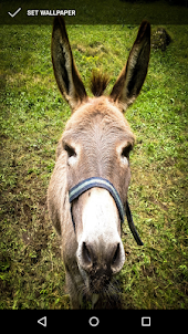 Cute Donkey Wallpapers