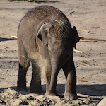 Cover Image of Télécharger Elephant photos  APK