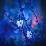 Cover Image of Download Blue Aesthetic Wallpapers HD  APK