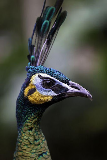 Android application Peacock Sounds screenshort
