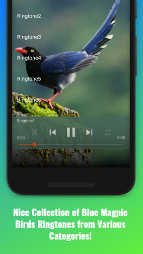 Blue Magpie Birds Sounds Screen 2