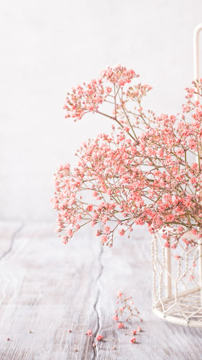 Gypsophila Wallpaper