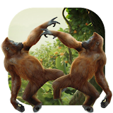 Dancing Monkey HD Live Wall icon