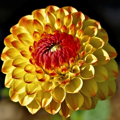 Dahlia Flower Wallpapers logo