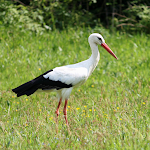 Cover Image of ダウンロード Stork Photos  APK