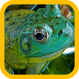 Big Frogs wallpaper icon