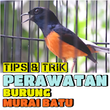 Tips & Trik Perawatan Burung Murai Batu icon