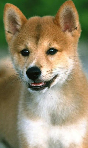 柴犬の壁紙 By Arkadiykruglov Google Play Japan Searchman App Data Information