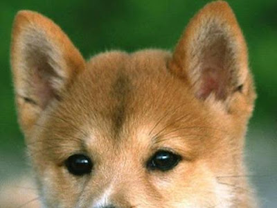 柴犬 壁紙 無料 228498