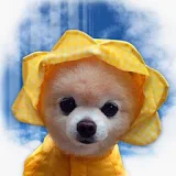 Pomeranian Puppies Wallpaper icon