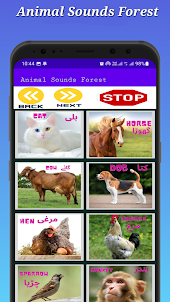Animal Sounds Forest
