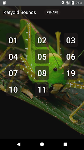 Android application Katydid sounds screenshort