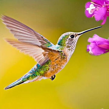 Captura de Pantalla 1 The Hummingbird android