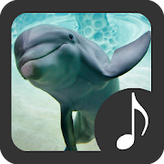 Top 20 Entertainment Apps Like Dolphin Sounds - Best Alternatives