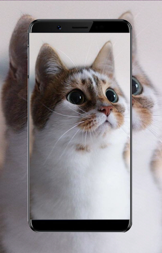 Android application Cute Cat Wallpapers screenshort