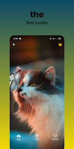 Cats wallpapers