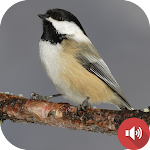 Cover Image of Télécharger Chickadee Sounds  APK