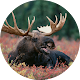 Moose (Animal) Sounds Download on Windows