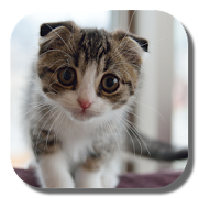 Top 34 Personalization Apps Like Scottish Fold Cat LWP - Best Alternatives