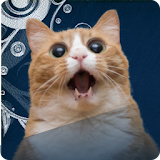 Cats Game: Memory icon