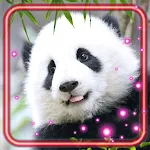 Cover Image of Download Panda Funny Bears  APK