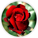 Gambar Bunga Mawar Merah icon